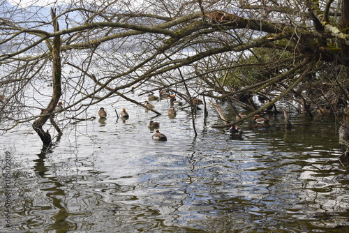 Vierwaldstättersee in Luzern