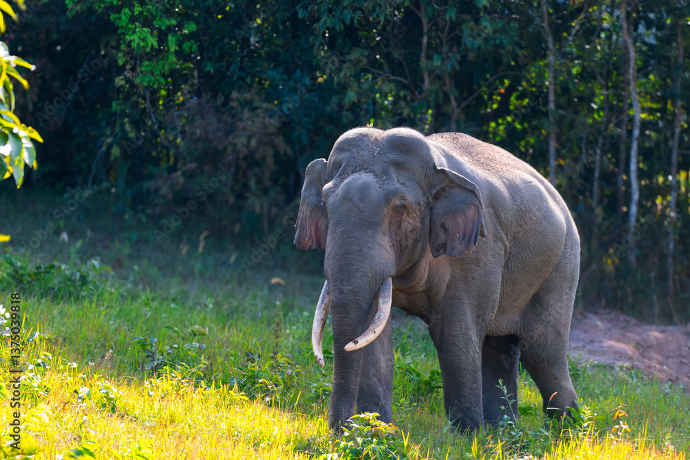 Obraz premium Elephants are large mammals and are the largest land animals. Wild elephants eat plants. They are big, have a small head, big legs, and have a trunk that reaches to the ground. That trunk is the nose.