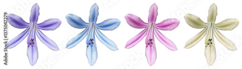 Agapanthus single flowers, blue, purple, pink and white isolated on transparent background, Lily of the nile, for spring and floral design
