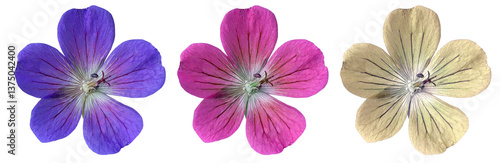 Blue, purple and white geranium flowers isolated on transparent background, for spring and floral design
