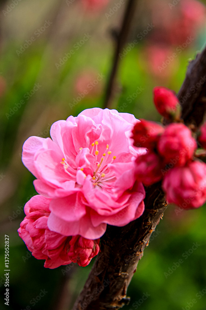 Fototapeta premium Pink peach blossoms