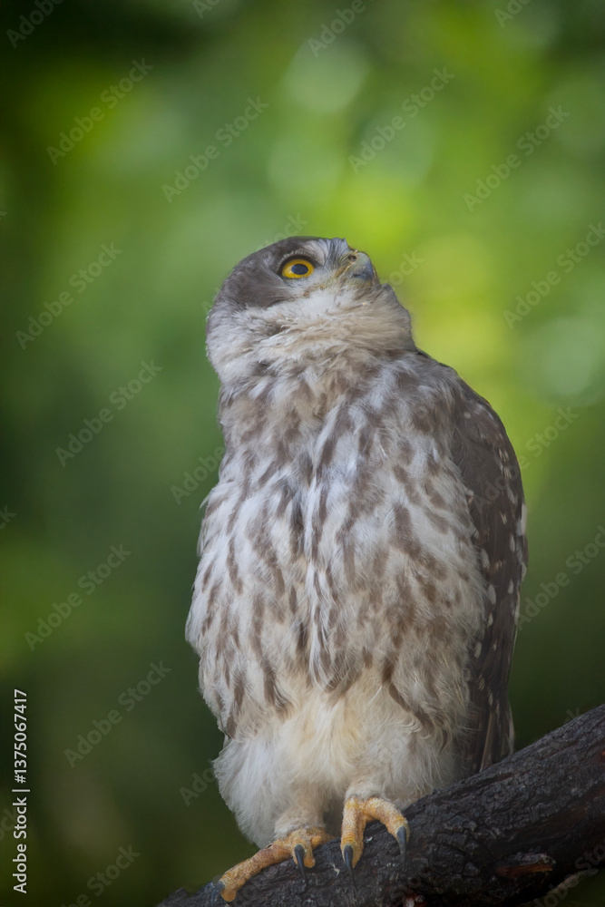 the barking owl is checking for danger from above the barking owl is checking for danger from above