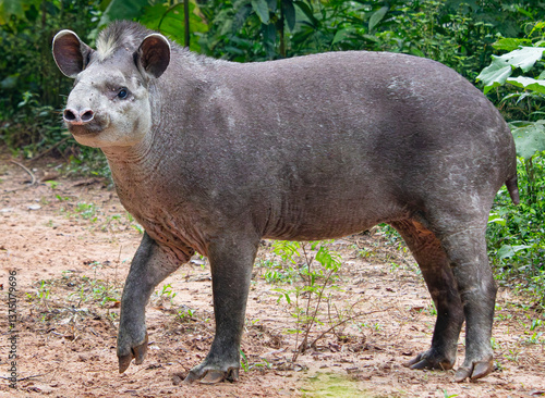 The incredible Tapir, (Tapirus terrestris), gardener of the Amazon rainforest