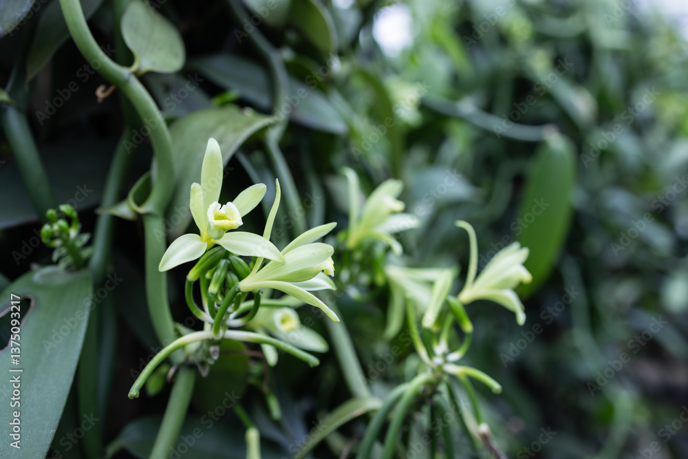 Naklejka premium Vanilla flowers blooming on a healthy vine inside a lush green farm. The delicate yellow blossoms mark the beginning of vanilla pod development in a tropical, well-maintained environment.