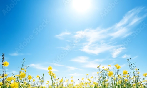 field of yellow flowers and blue sky background. generative ai
