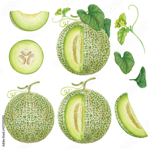 Elements Vector of Melon hand draw watercolor and Gouache color isolated on transparent background from EPS file