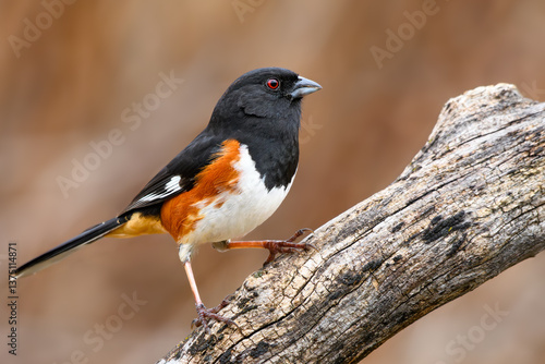 Eastern Towhee