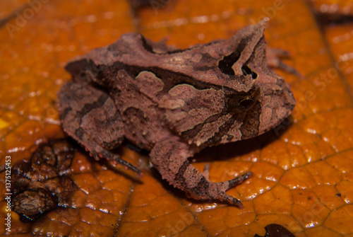 Proceratophrys boiei - sapo de chifre. Anfíbios Brasileiros - Sapos, pererecas e rãs Brasileiras