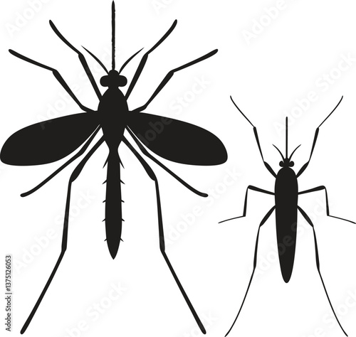 Close-up of a mosquito sucking blood isolated on a white background