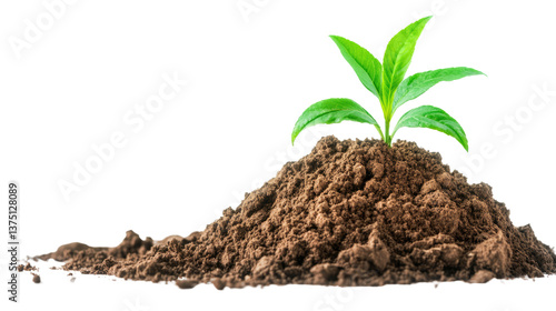 Wallpaper Mural A Budding Seedling's Promise: A solitary green sprout emerges from a mound of rich soil, symbolizing growth, renewal, and the potential for a vibrant future. Torontodigital.ca