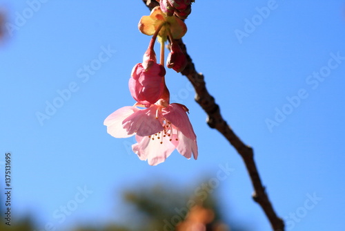 河津桜のアップ