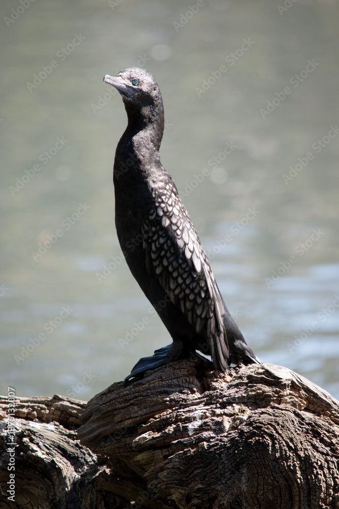 Fototapeta premium the little black cormorant is standing on driftwood
