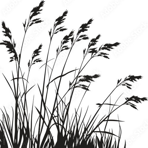 Silhouette of grass and flowers isolated on a white background with a natural meadow and agricultural theme