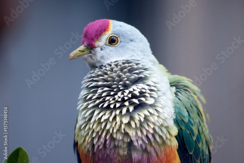 this is a close up of a rose crown fruit dove