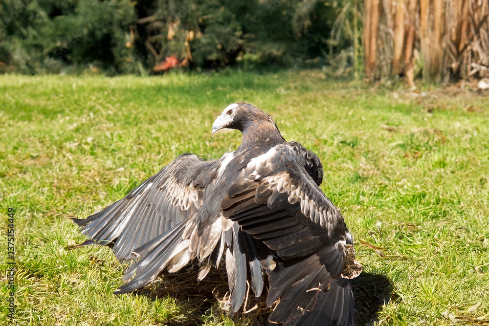 the wedge tailed eagle is resting on the ground the wedge tailed eagle is resting on the ground