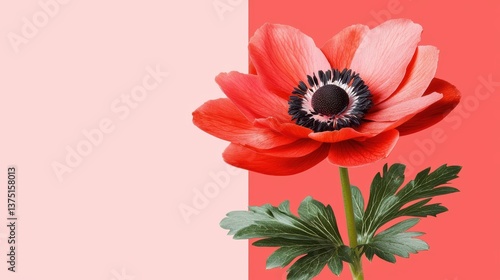 vibrant red flower with green leaves stands out against pink and coral background