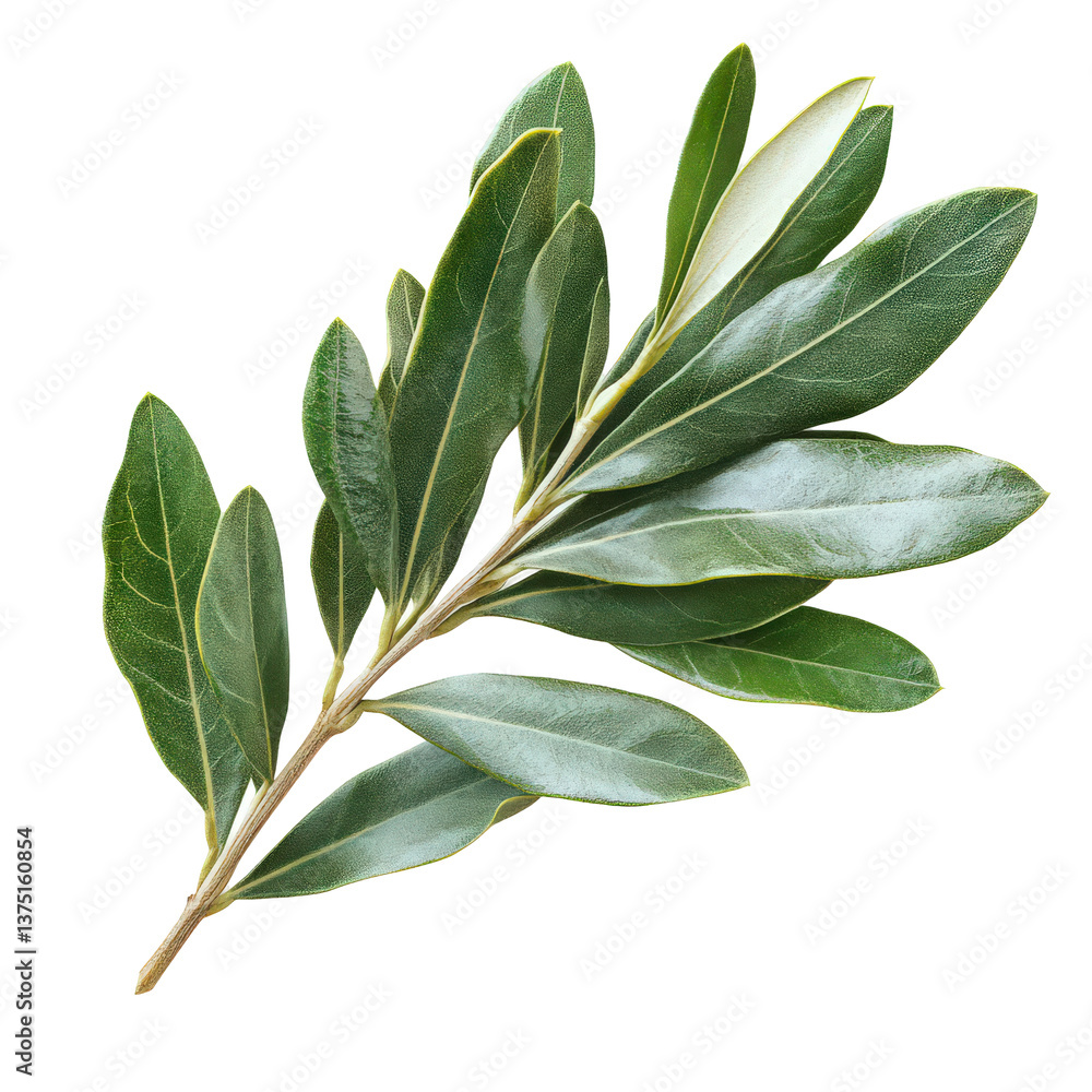 Obraz premium Captivating olive branch showcasing elegant green leaves against dark backdrop
