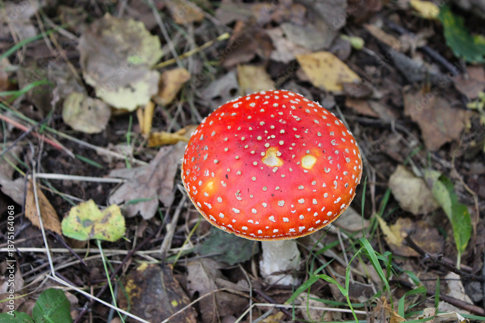Bright red mushroom with white spots stands out amidst brown leaves and green grass in a forested area during fall season Bright red mushroom with white spots stands out amidst brown leaves and green grass in a forested area during fall season
