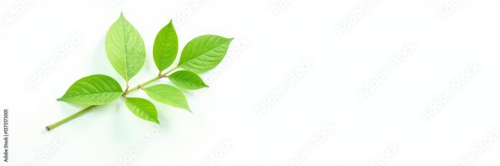 Fototapeta premium Single stem green plant isolated on white background, background, isolated, simple