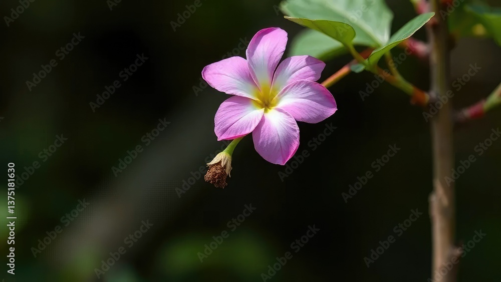 A single Dutara flower on a slender tree stem, stem, tree A single Dutara flower on a slender tree stem, stem, tree