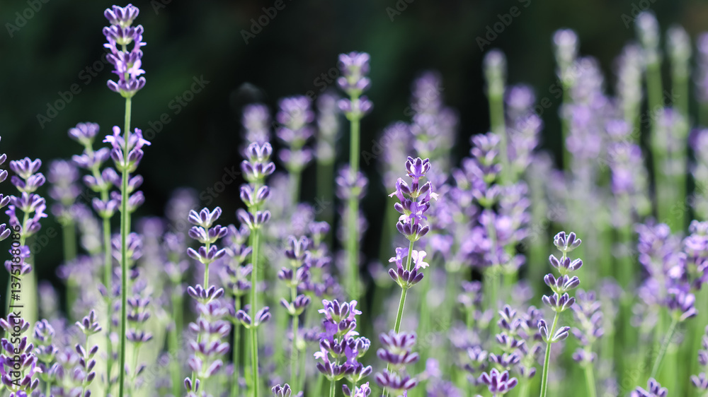 Obraz premium Purple lavender flowers on a dark background in a sunny garden