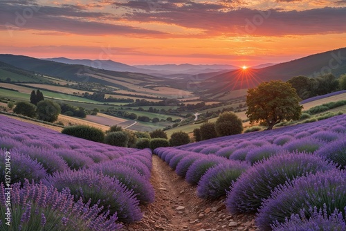 Stunning Sunset Above Lavender Fields in Scenic Countryside Landscape