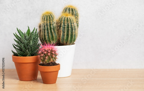 Different cacti and succulents growing in pots on wooden table