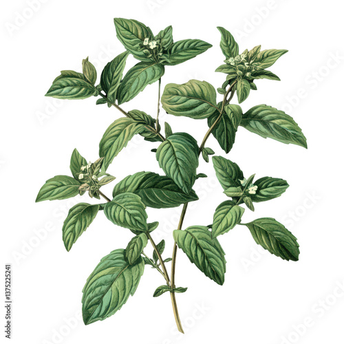 Wallpaper Mural mint on transparent background, vintage botanical illustration for design and decoration. Torontodigital.ca