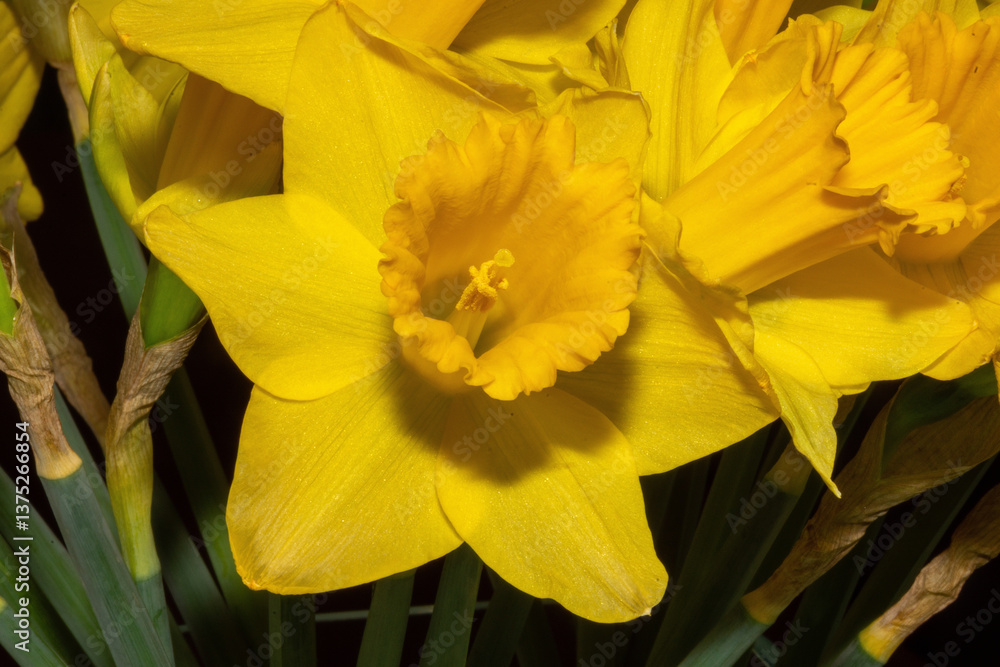 Fototapeta premium Osterglocke 