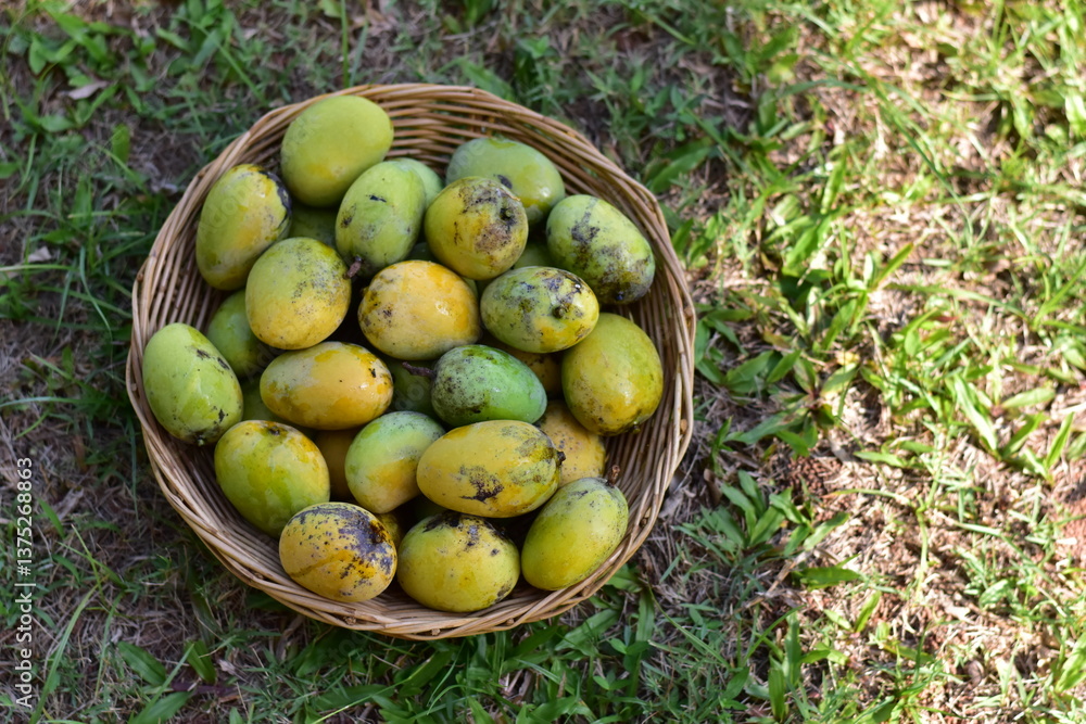 Mango, Scientific name Mangifera caloneura Kurz, Ripe Mango tree (Mangifera caloneura Kurz) fruits in wicker basket Mango, Scientific name Mangifera caloneura Kurz, Ripe Mango tree (Mangifera caloneura Kurz) fruits in wicker basket