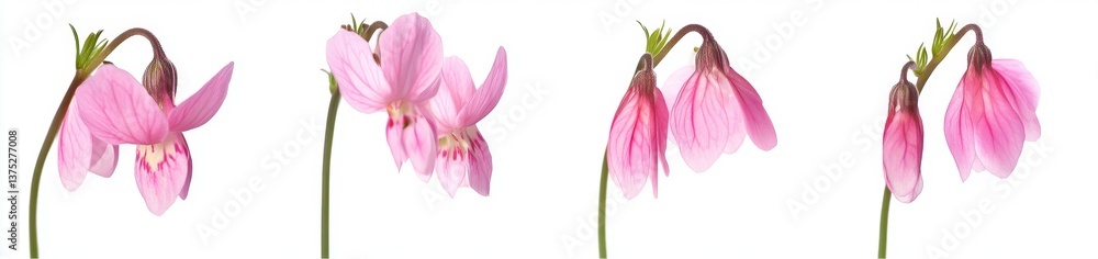 Fototapeta premium Delicate Pink Flowers