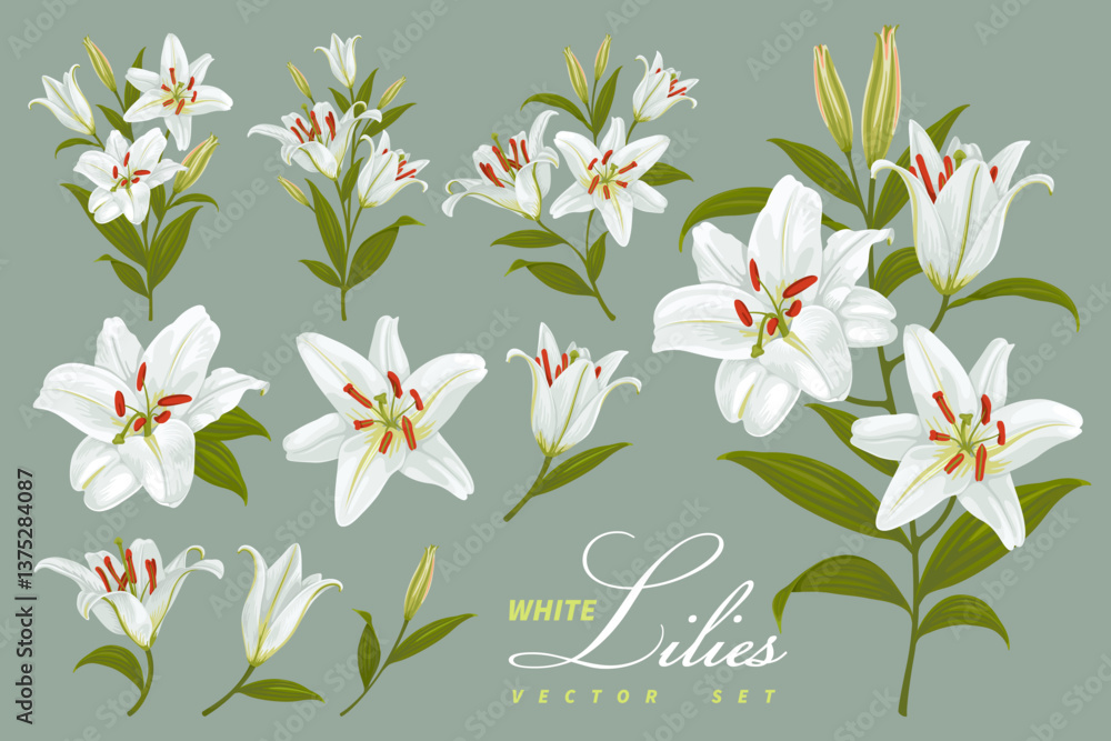 Fototapeta premium White lilies. Set of lily flowers. Detailed drawing, separate flowers, branch, leaves and floral compositions, arrangements, bouquet. Botanical vector illustration