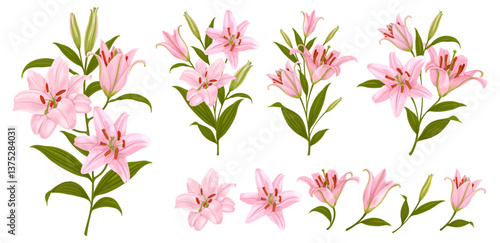 Pink lilies. Set of lily flowers. Detailed drawing, separate flowers, branch, leaves and floral compositions, arrangements, bouquet. Botanical vector illustration