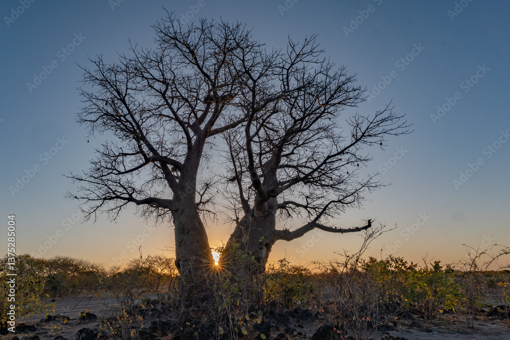 beautiful sunset with baobab in the foreground of Botswana beautiful sunset with baobab in the foreground of Botswana