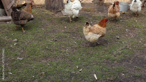 Chickens in the yard, rural area. A chicken eats grain in the yard. Natural area, chickens in the village. A bird that feeds on food from the ground