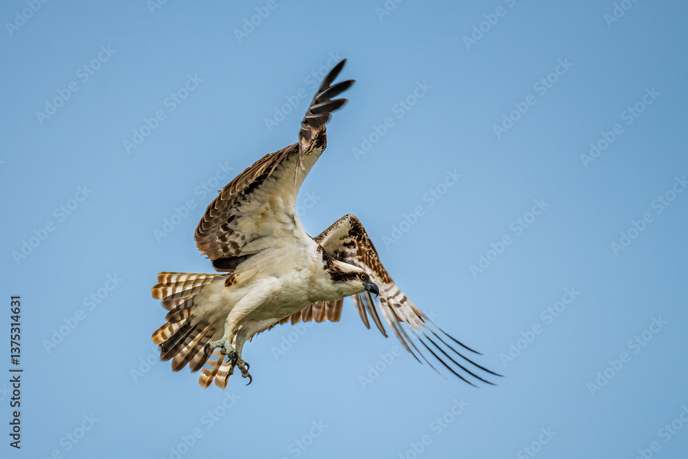 Fototapeta premium Osprey (Pandion haliaetus) in mid-flight against a clear blue sky