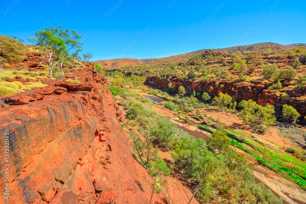 Panoramic views of ancient forest of Red Cabbage Palm in Palm Valley along Arankaia Walk. Finke Gorge National Park in Northern Territory, Central Australia, Outback desert Safari.
