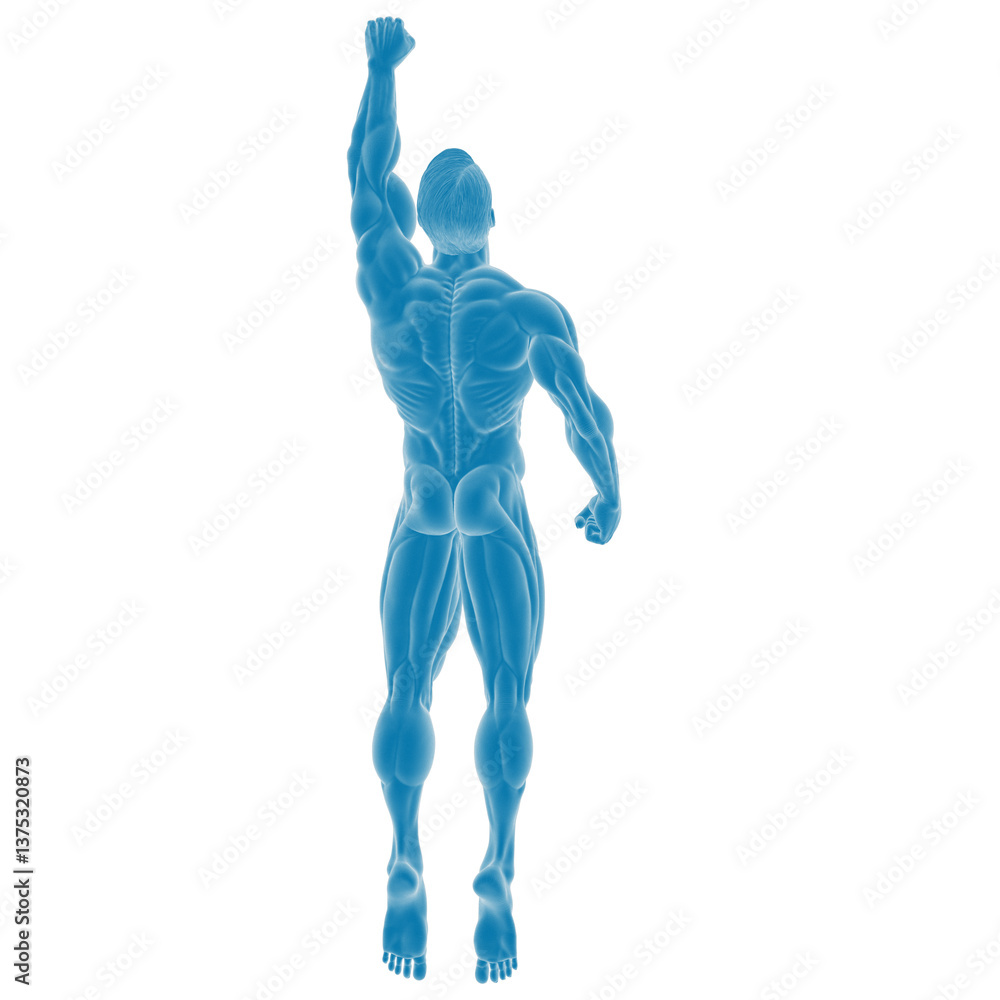Human anatomy illustration in blue tones Human anatomy illustration in blue tones
