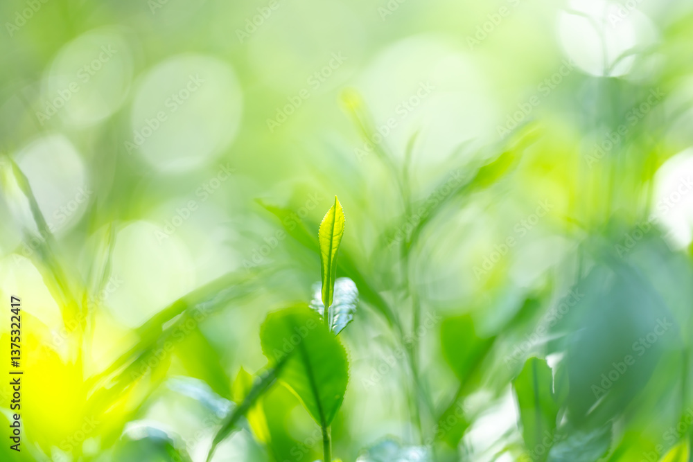 茶葉・茶畑・新茶 茶葉・茶畑・新茶