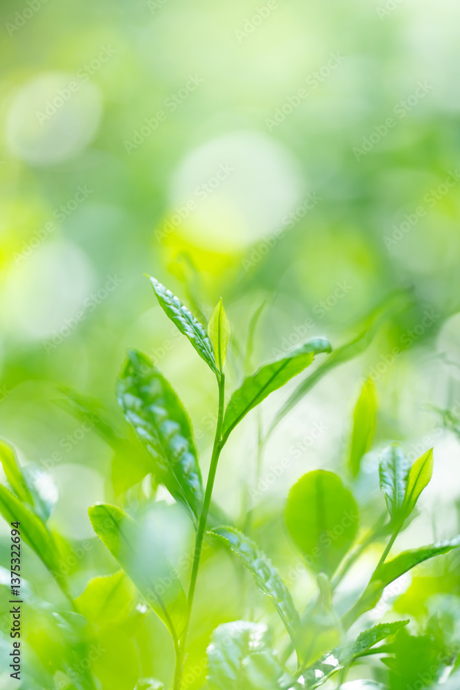 Obraz premium 茶葉・茶畑・新茶