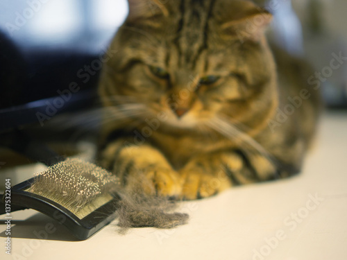 Fotografía cat hair brush,Cat with a pile of fur and a brush for collecting fur