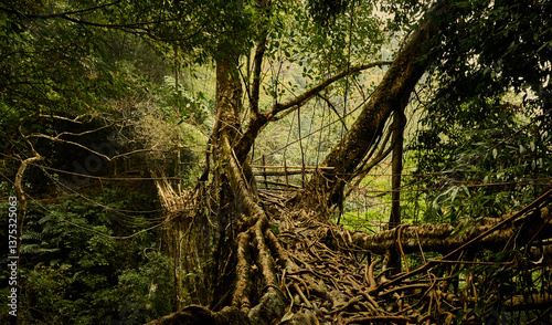 Living root bridge in Meghalaya, India