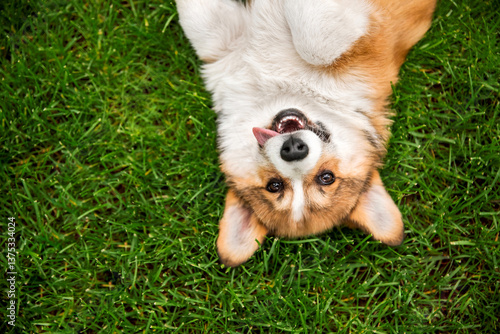 Adorable Welsh Corgi Completely Upside Down on Green Grass