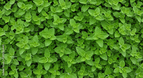 Wallpaper Mural Lush green Catnip leaves covering the ground in a natural setting Torontodigital.ca