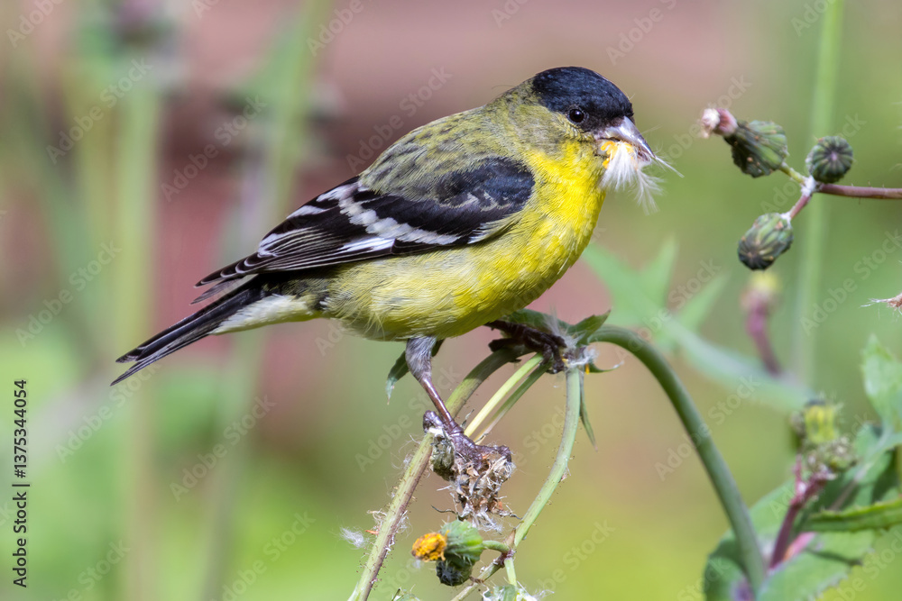 Obraz premium Lesser Goldfinch Adult Male Feeding. Mountain View, Santa Clara County, California, USA.