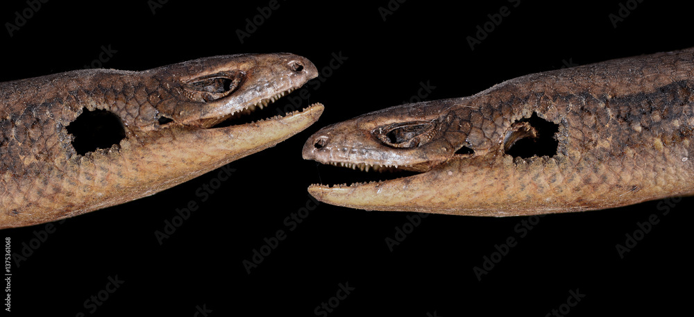 Fototapeta premium Common Sun Skink Thailand