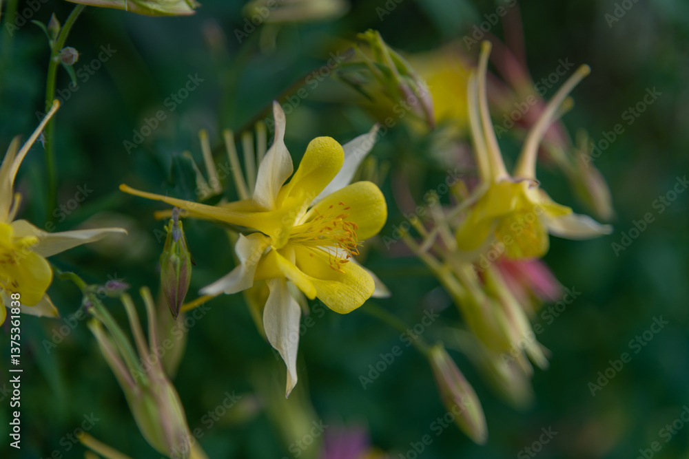 Fototapeta premium Vibrant yellow Aquilegia flowers bloom in a sunny garden setting