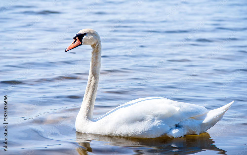 Swan swim in the lake Swan swim in the lake