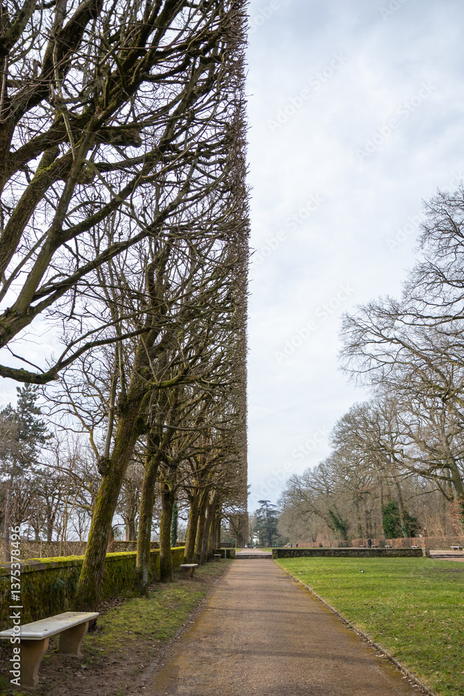 Obraz premium Geometric view of alley of spring trees trimmed square shape in the French park in Paris