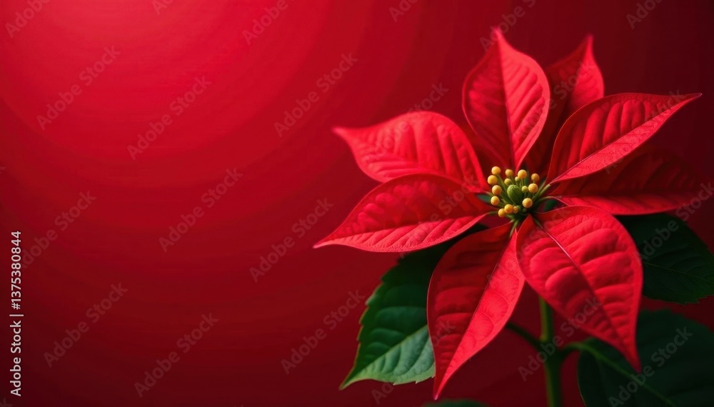 Obraz premium Close-up vibrant red poinsettia, rich red backdrop Festive Christmas bloom , festive, color, winter